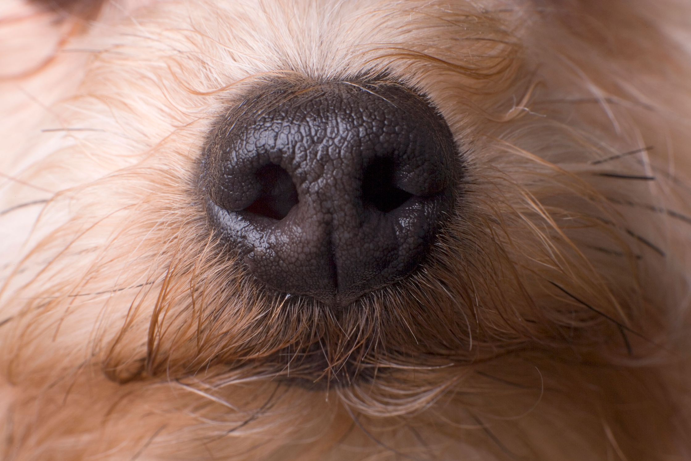 A Nose-Computer Interface Could Turn Dogs Into Super Detectors