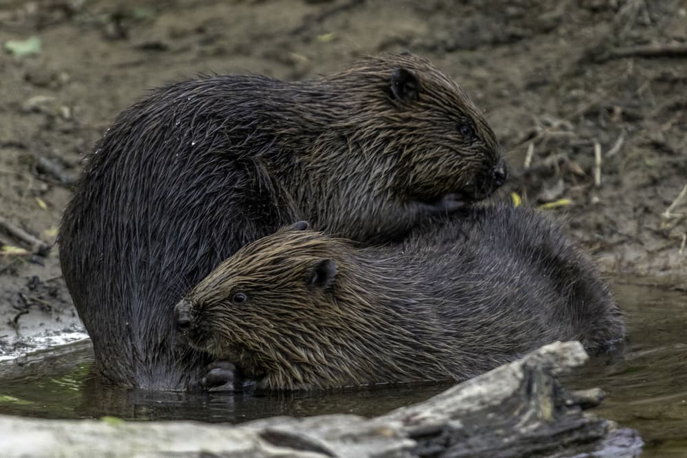 Wild releases of beavers in England get go-ahead in ‘milestone’ for nature