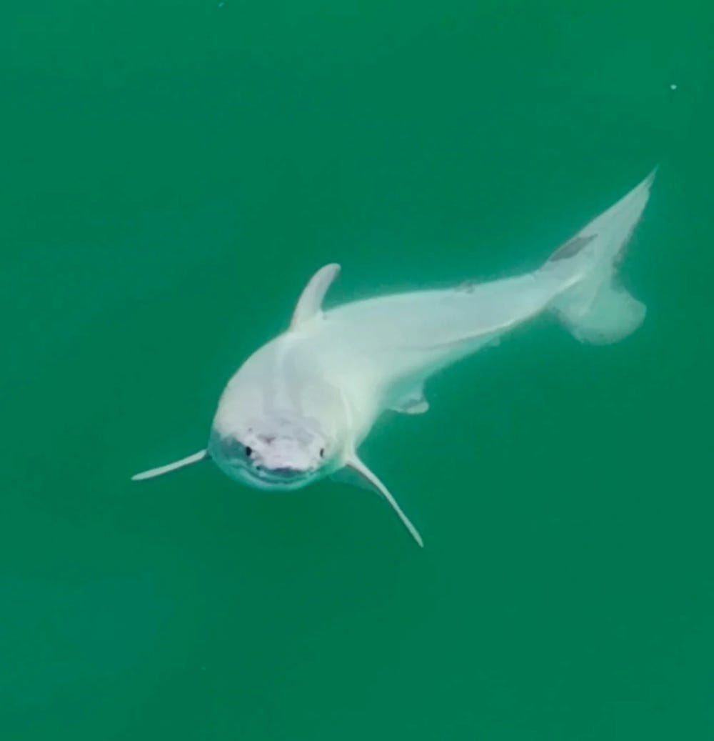 Researchers spotted a baby great white for the first time ever, and it could help solve one of shark science's biggest mysteries