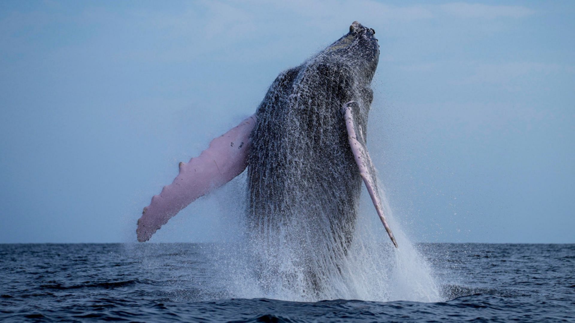 Humpback whales in the English Channel: What’s behind the sightings?