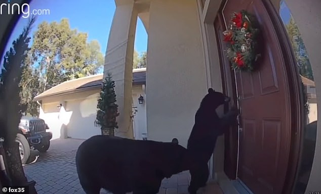 Doorbell camera catches 2 BEARS trying to open house's front door